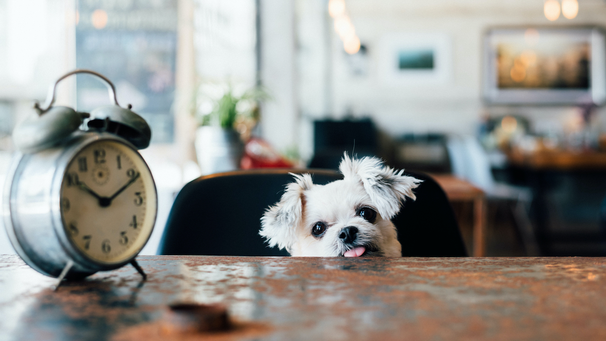 cute white pooch with alarm clock